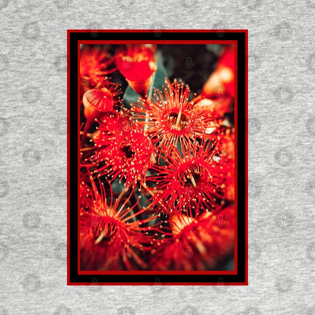 Beautiful Red Spikey Flowers by Blue Butterfly Designs 